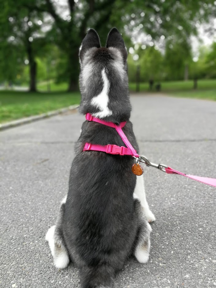 Alexa, 4 months @ Central Park, July 4th 2018